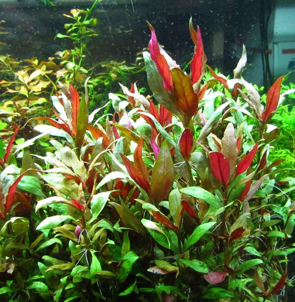 Red Flame Sword, Alternanthera Reineckii & Red Tiger Lotus Bundle