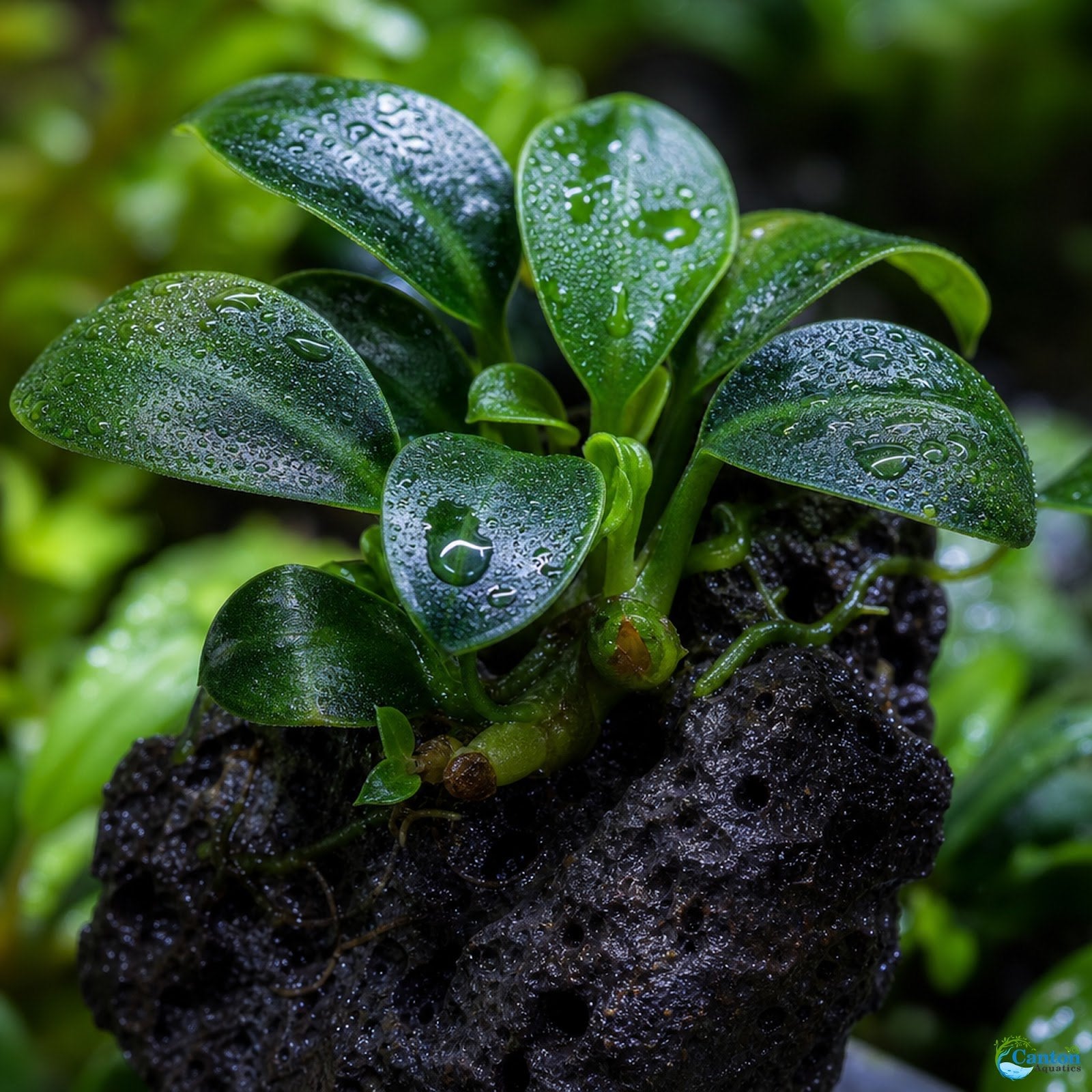 Anubias On Lava Rock