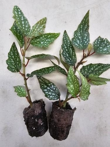 Angel Wing Begonia Medora Rooted Starter Plant