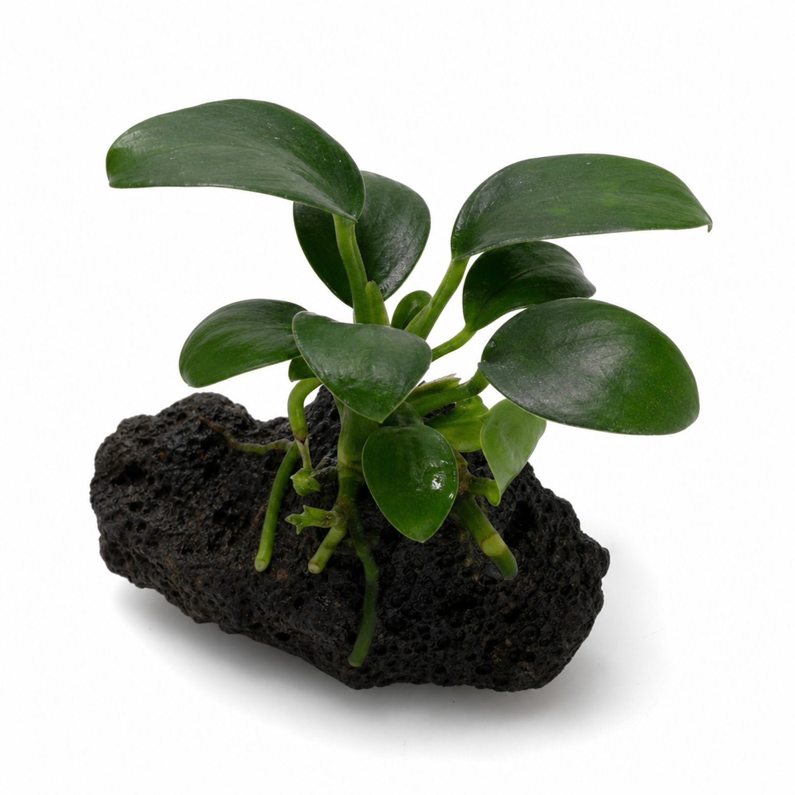 Anubias On Lava Rock