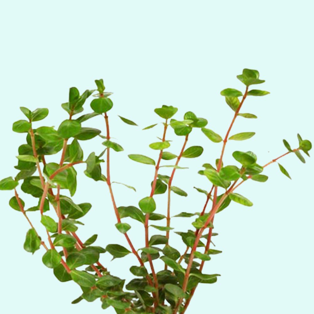 Rotala Rotundifolia Red - In 2 Inch Pot