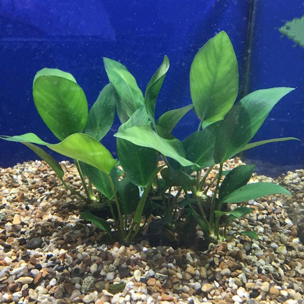 Anubias Hastifolia