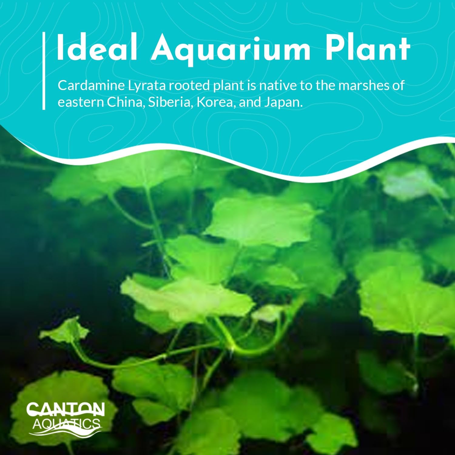 Cardamine Lyrata (Chinese Ivy )