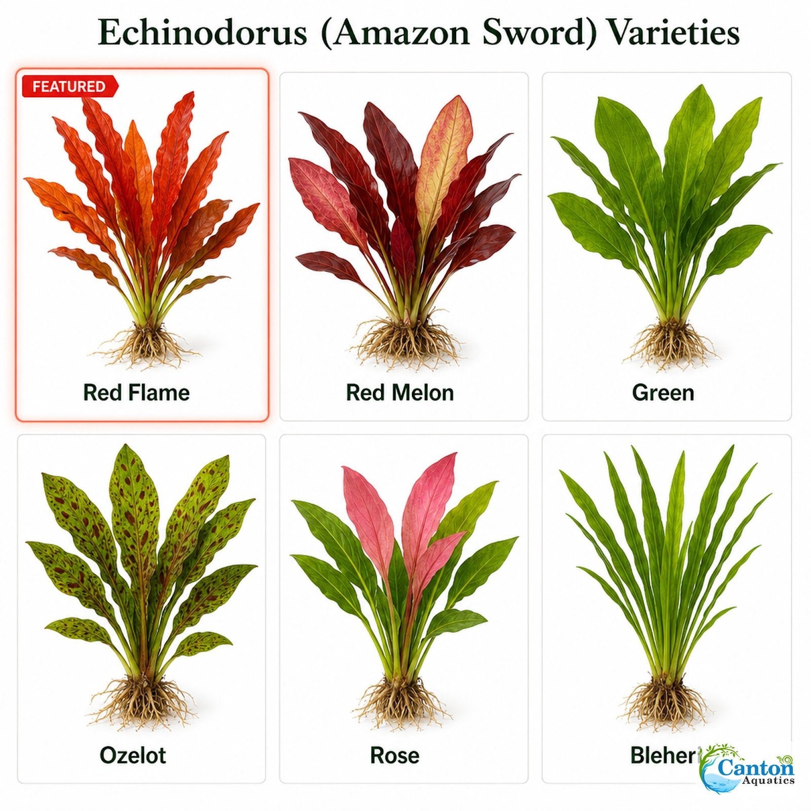Amazon Sword Echinodorus Red Flame