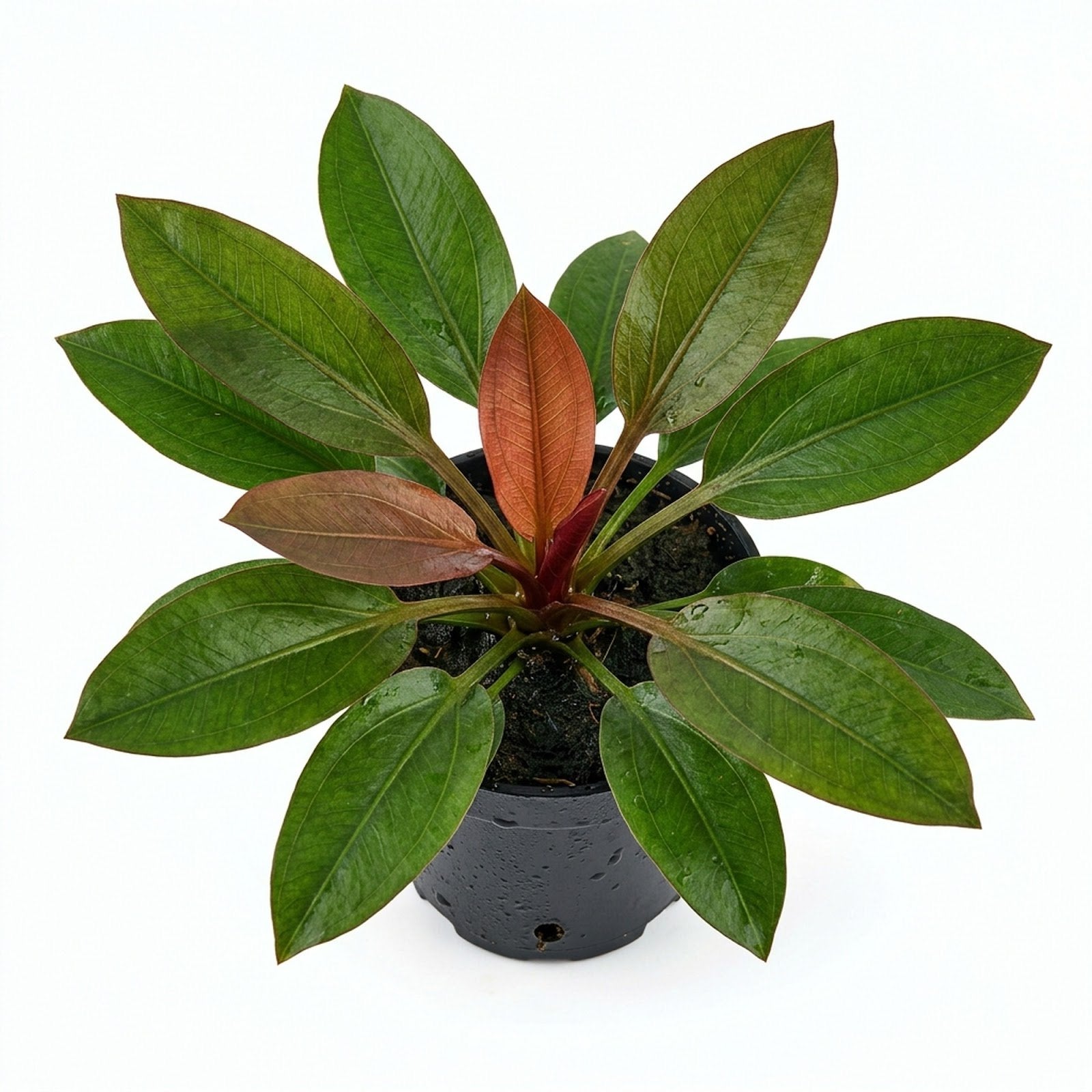 CANTON AQUATICS Live Aquarium Amazon Sword Echinodorus Red Pearl Plant - Natural Cleaning Filter for Water - Long Lasting & Easy to Maintain Aquatic Plants - Suitable for Winter & Summer - 2" Pot