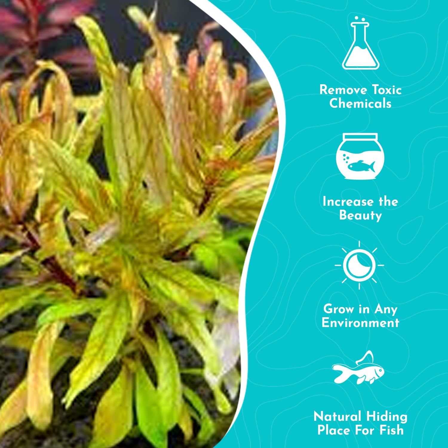 Ludwigia Inclinata RedCuba