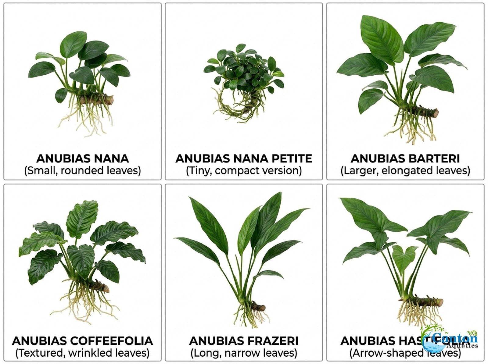 Anubias Barteri (Nana)