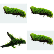 Moss On DriftWood