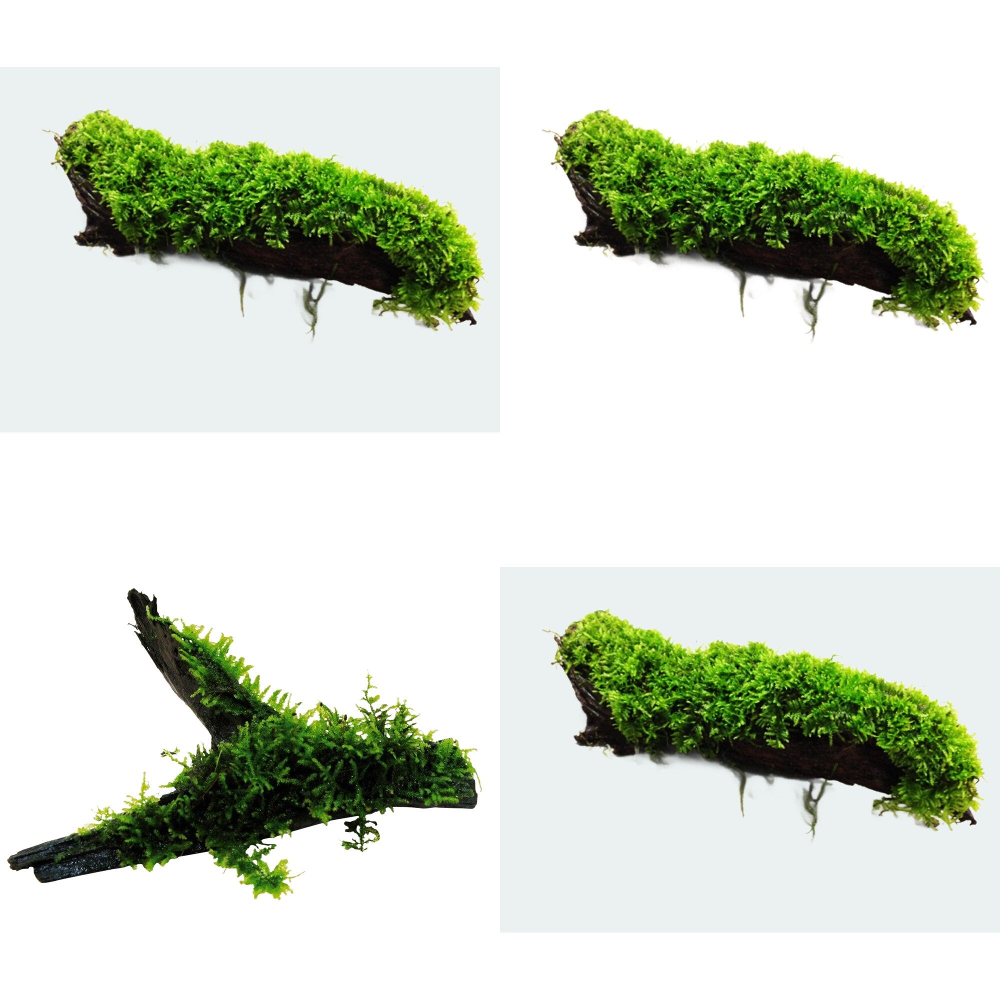 Moss On DriftWood