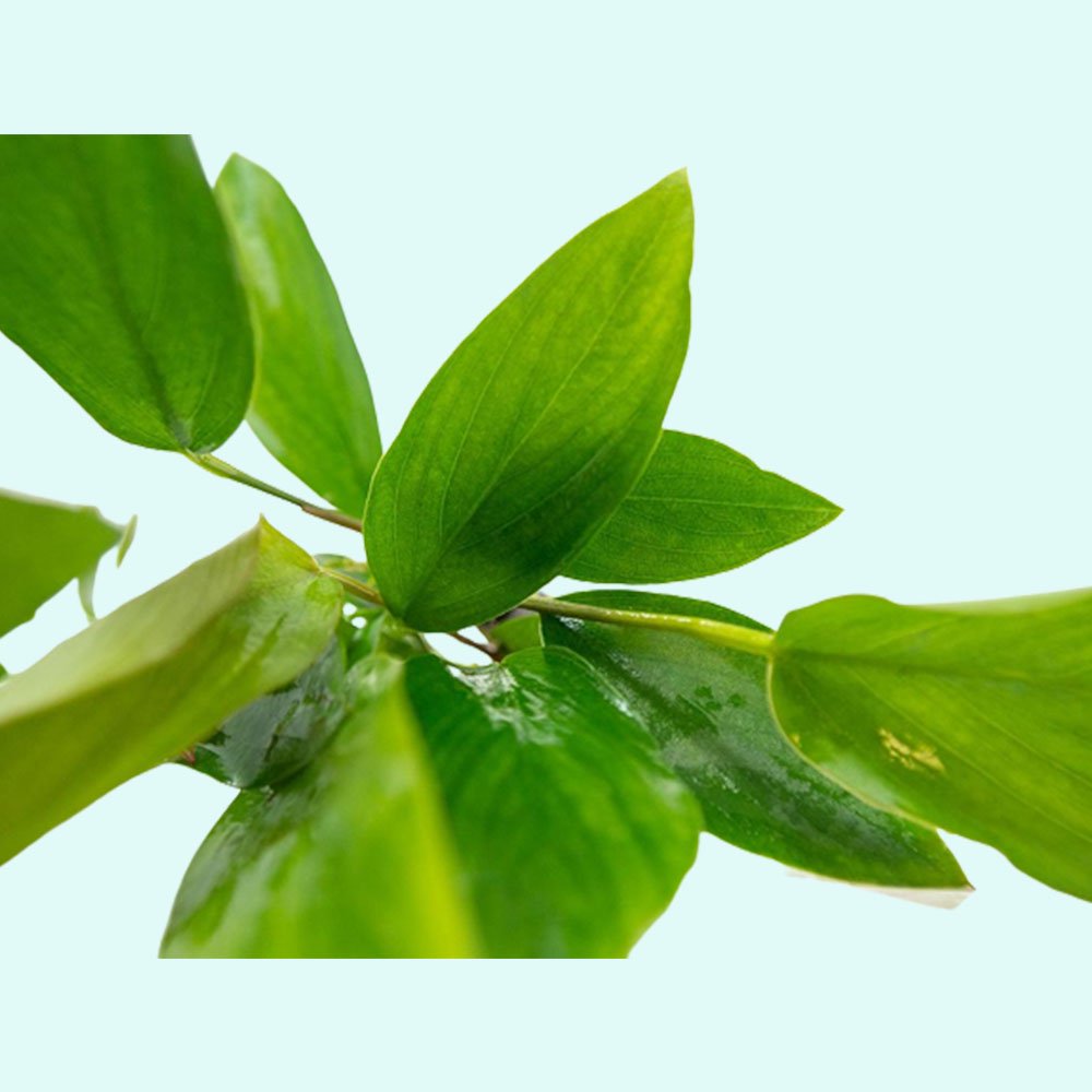 Anubias Hastifolia