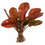 Amazon Sword Echinodorus Ozelot Red