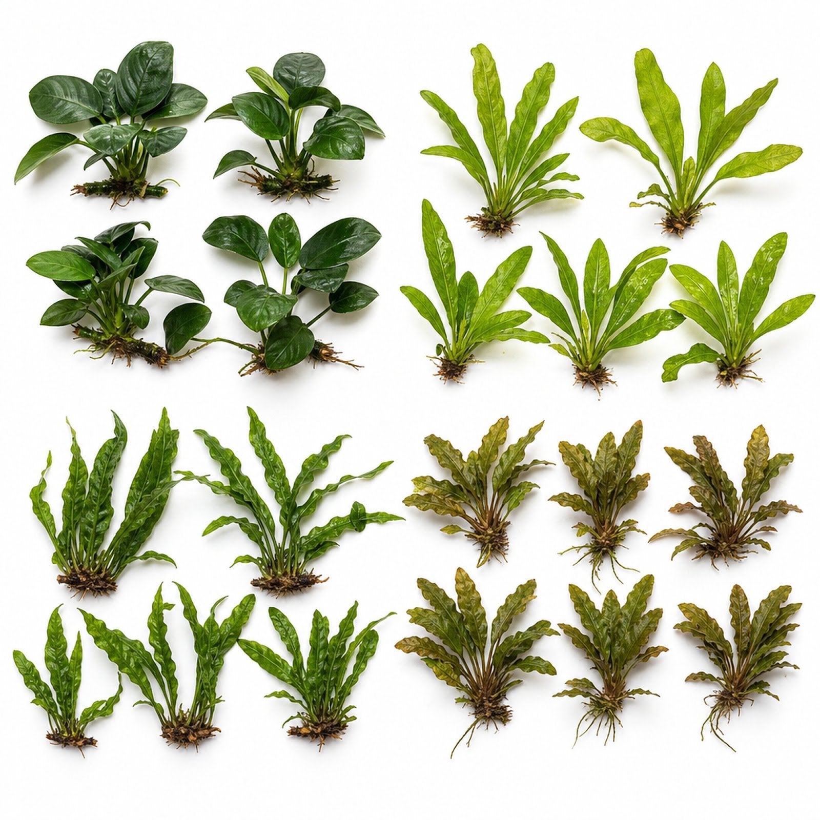 Live Aquarium Plants Essential Bundle - 4 Plants