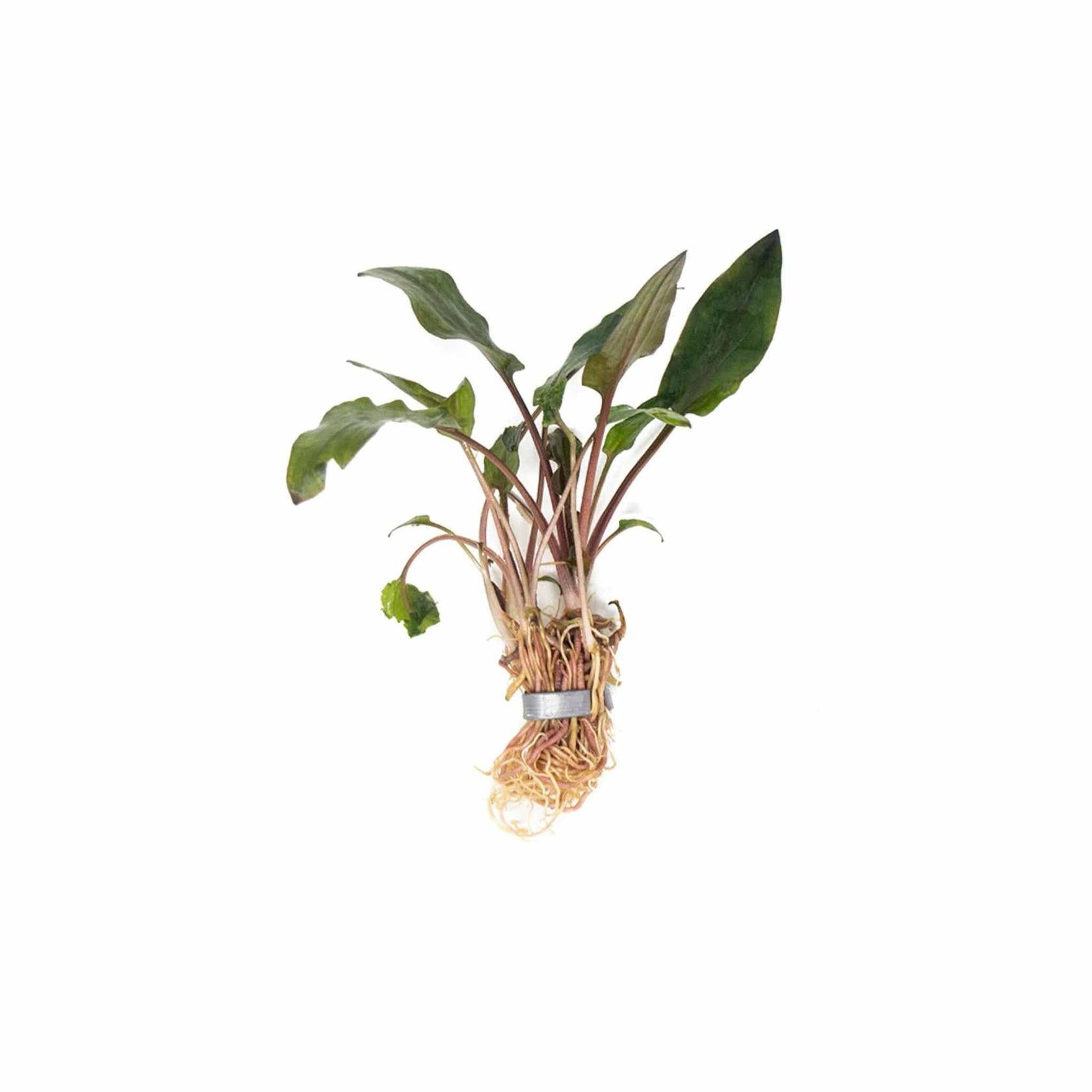 Cryptocoryne Wendtii Red