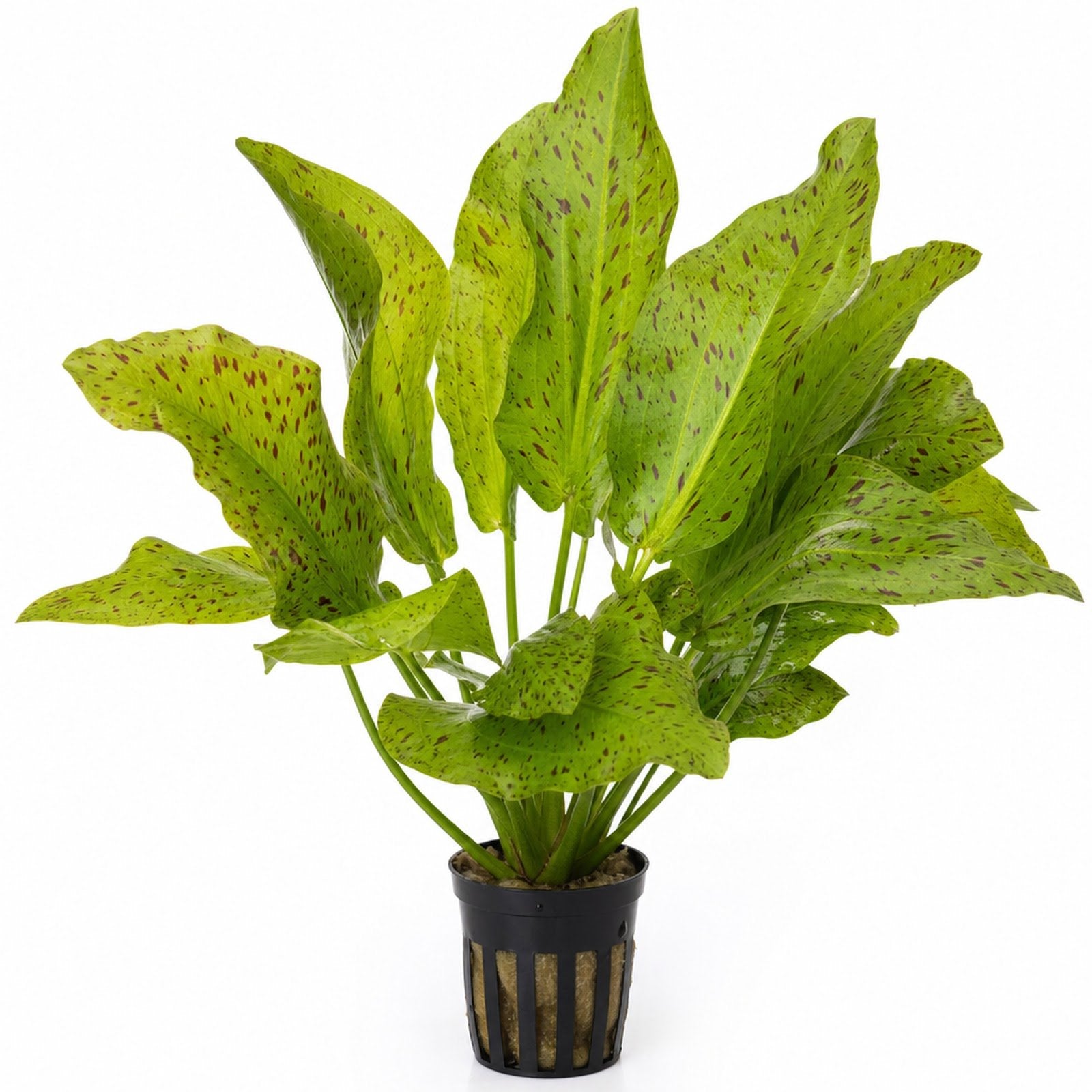 Amazon Sword Echinodorus "Green Ozelot"
