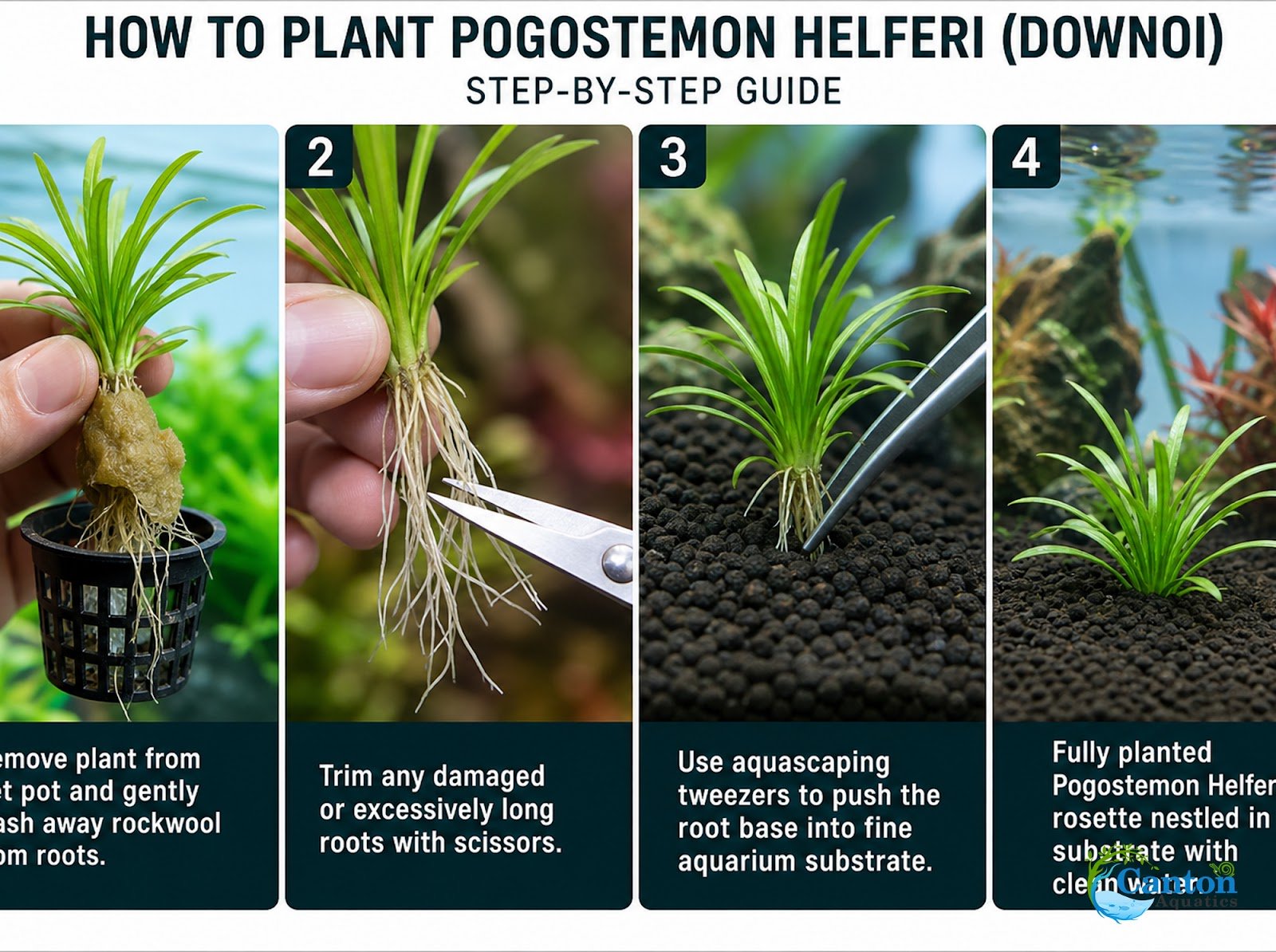 Pogostemon Helferi
