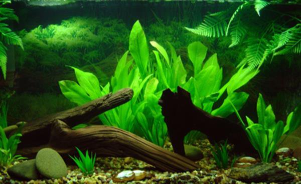 Amazon Sword Grandifolius Rangeri
