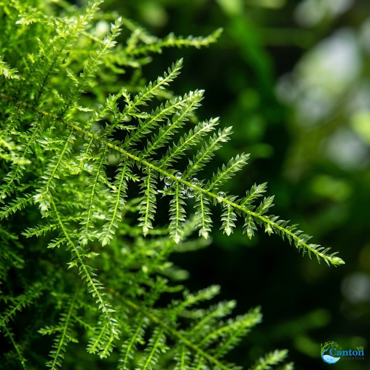 Java Moss "Taxiphyllum Barbieri"