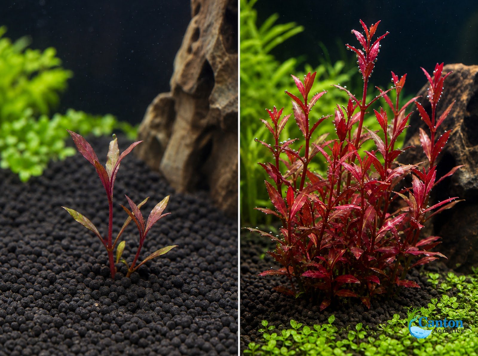 Alternanthera Reineckii Tissue Culture
