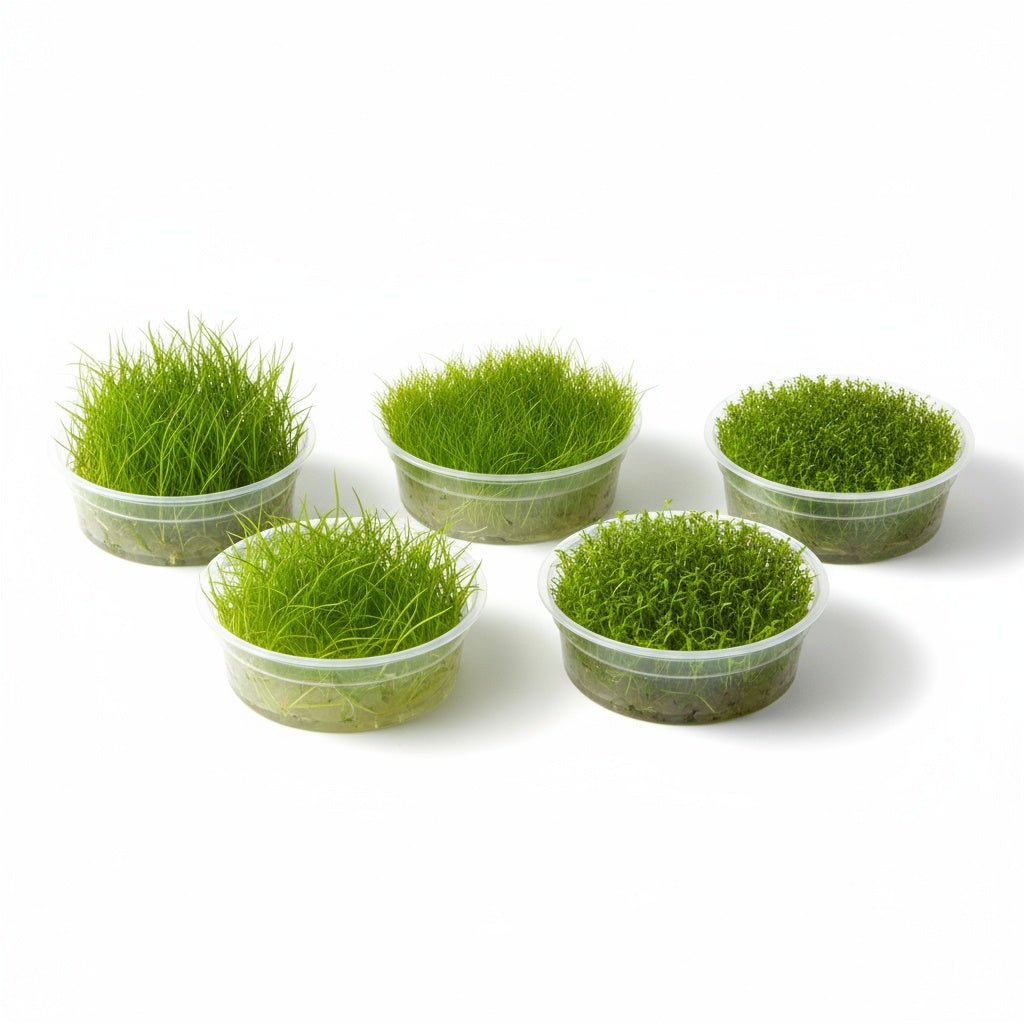 CANTON AQUATICS LilaeopsiBraslilensis Tissue Culture