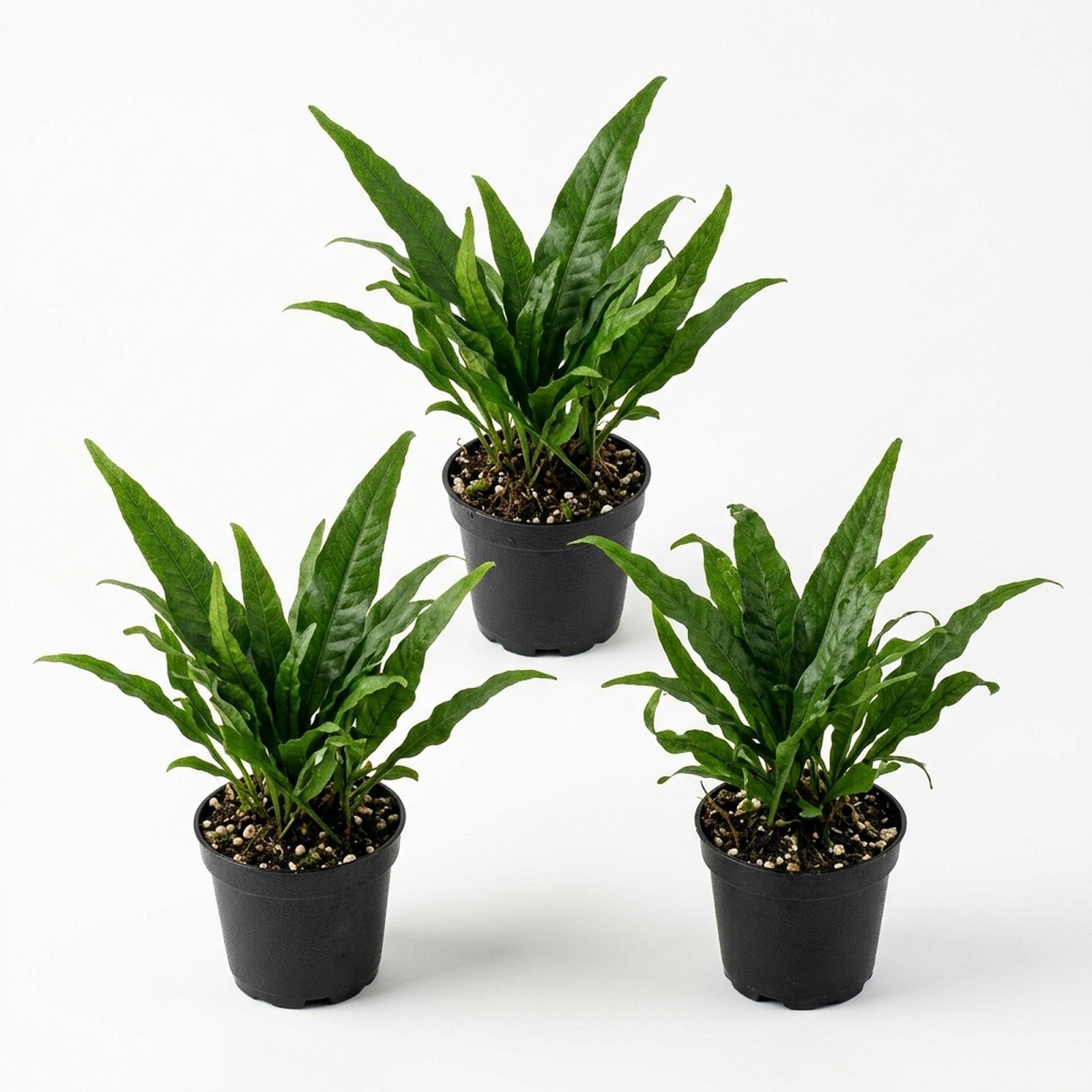 Java Fern Microsorum