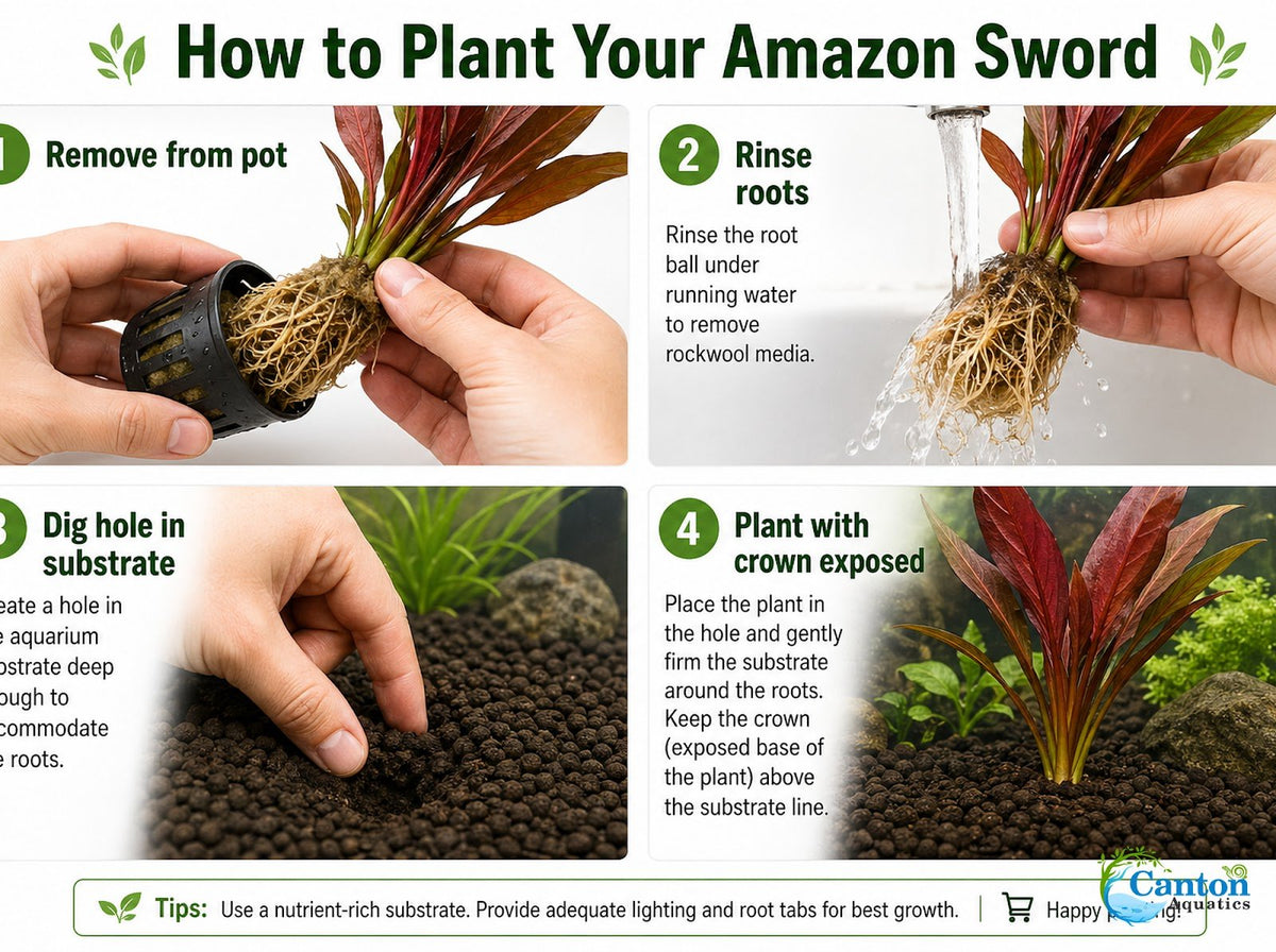 Amazon Sword Echinodorus Red Melon