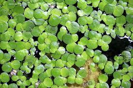 Duckweed (Lemma Minor)