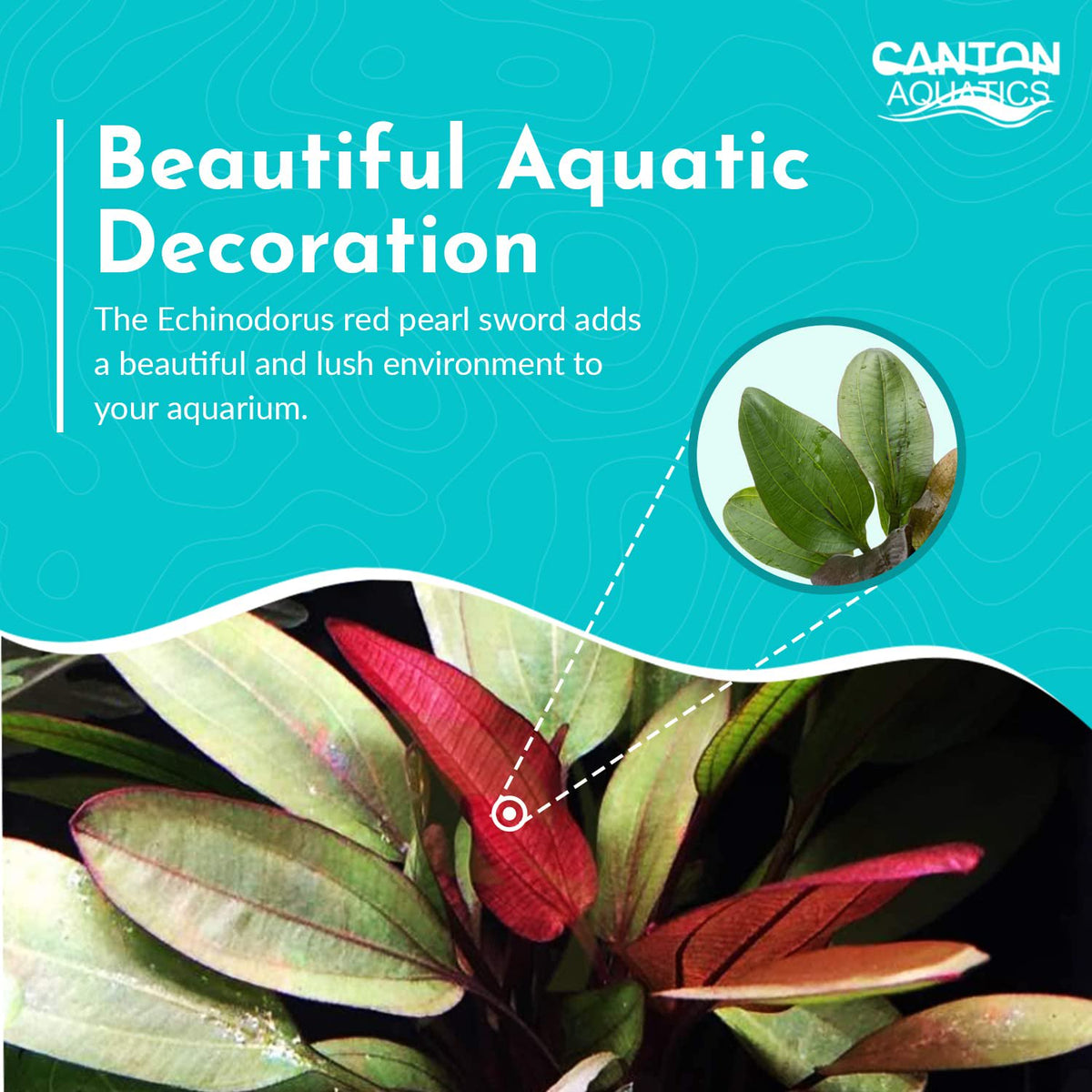 Amazon Sword Echinodorus (Red Pearl) Medium