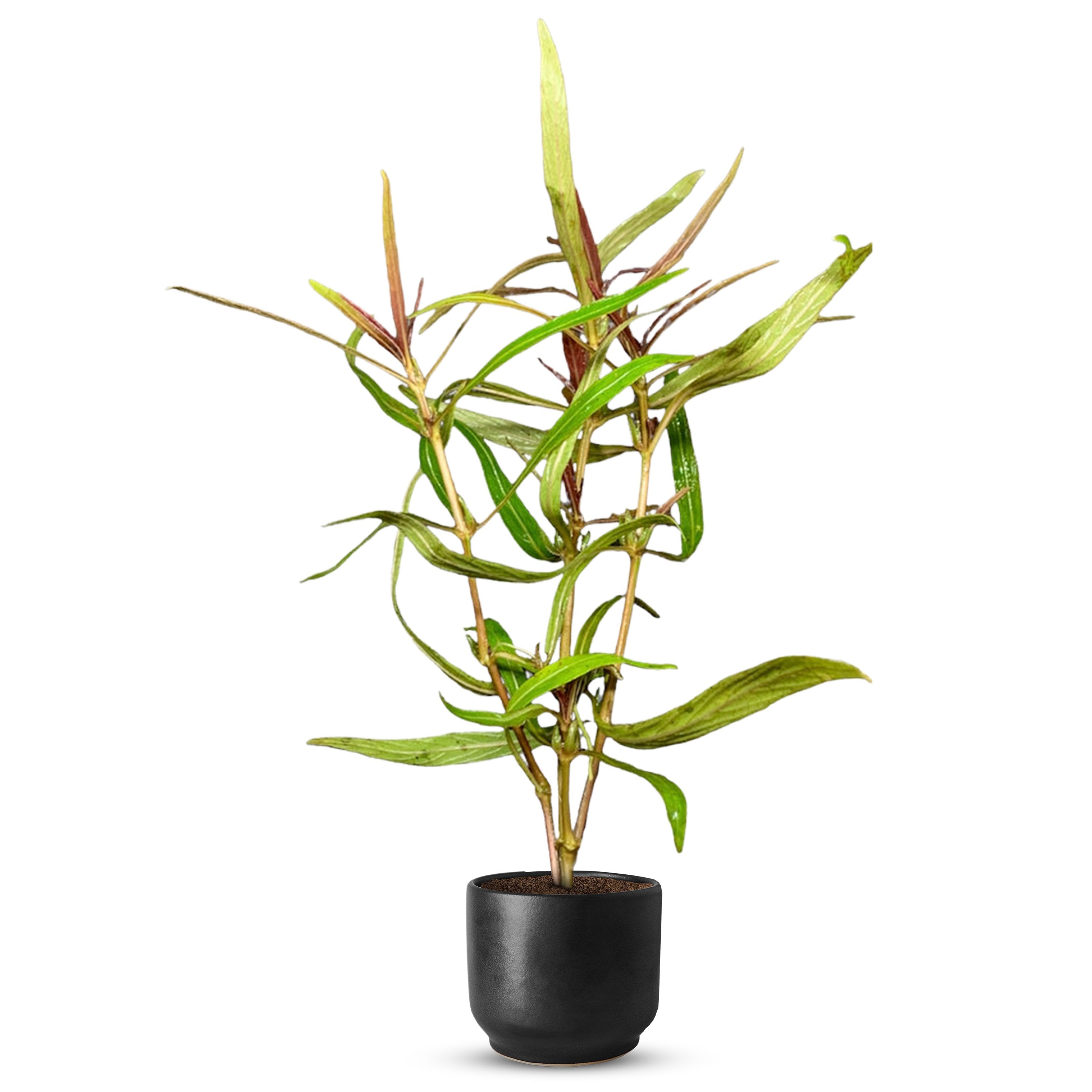 Hygro Araguaia (Hygrophila Araguaia)
