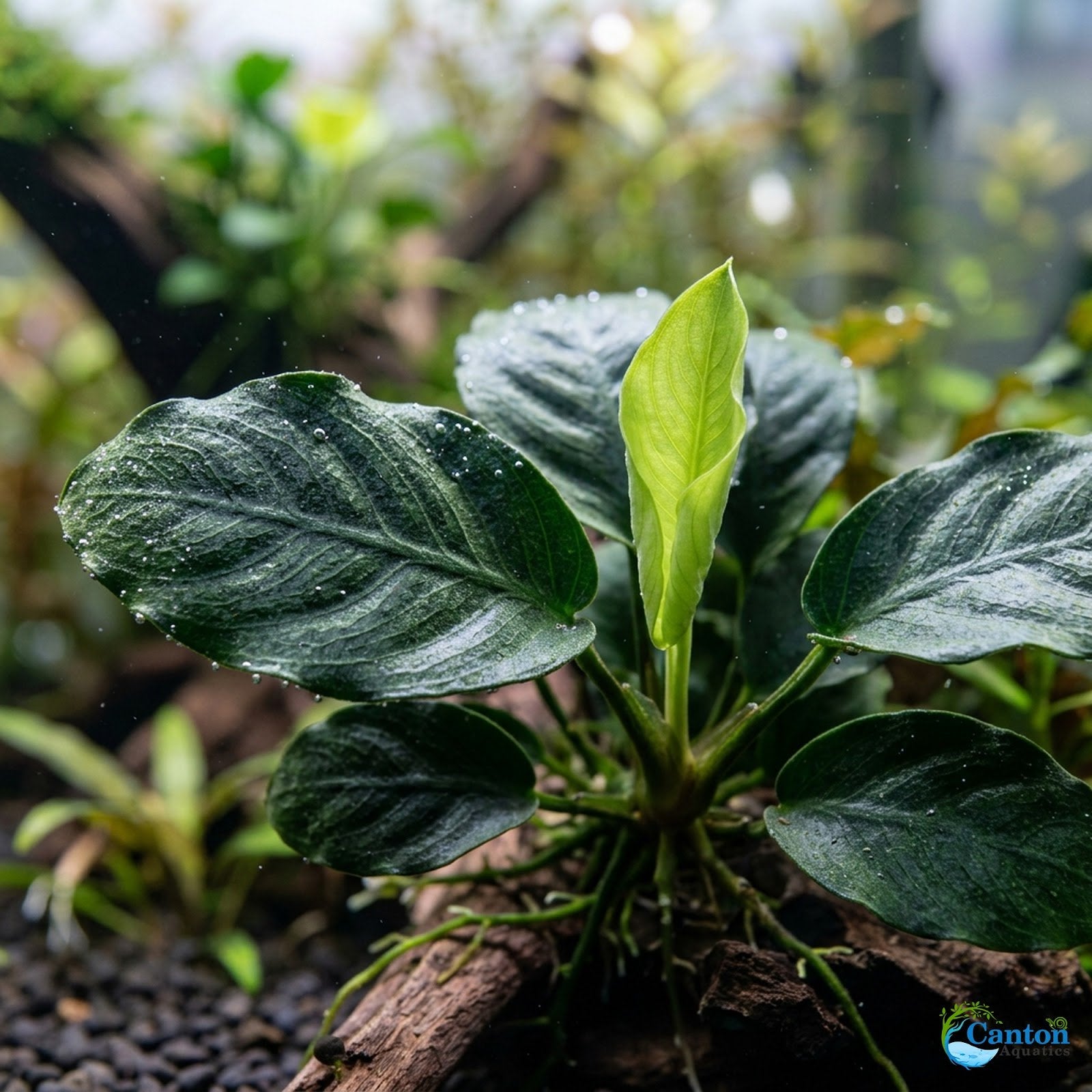 Anubias Barteri (Nana)
