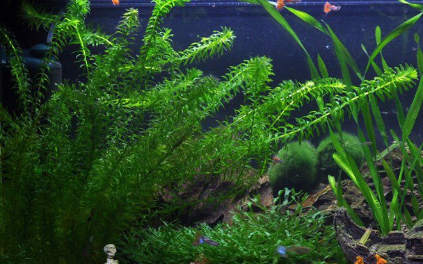 Anacharis Egeria Densa