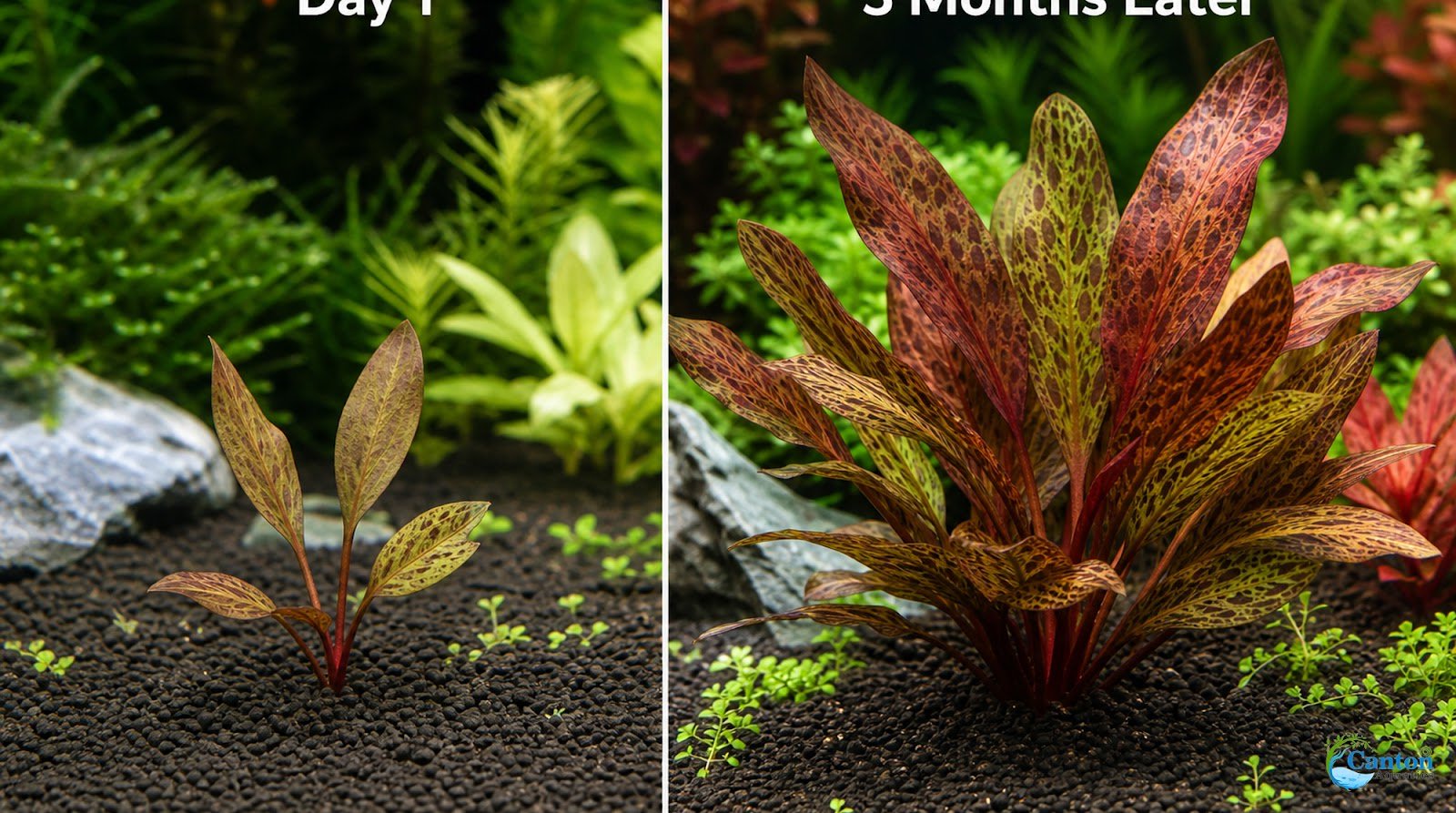 Amazon Sword Echinodorus Ozelot Red