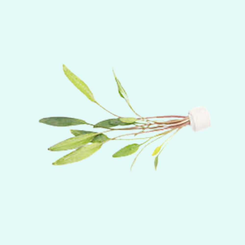 Cryptocoryne Crypt Lucens