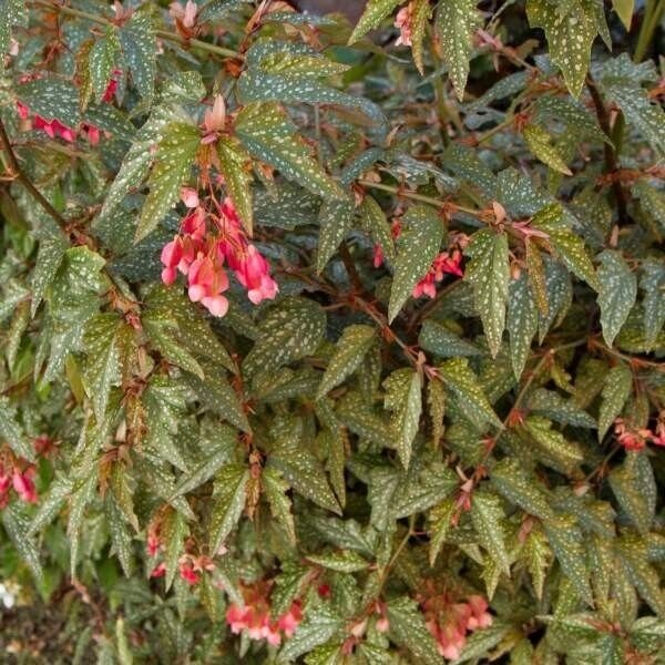 Angel Wing Begonia Benigo Pink Rooted Starter Plant
