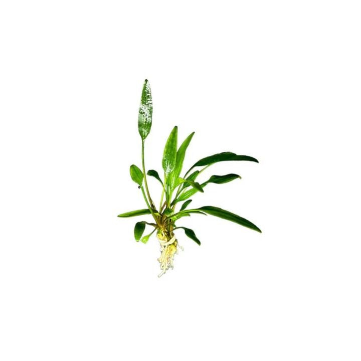 Cryptocoryne Crypt Lucens