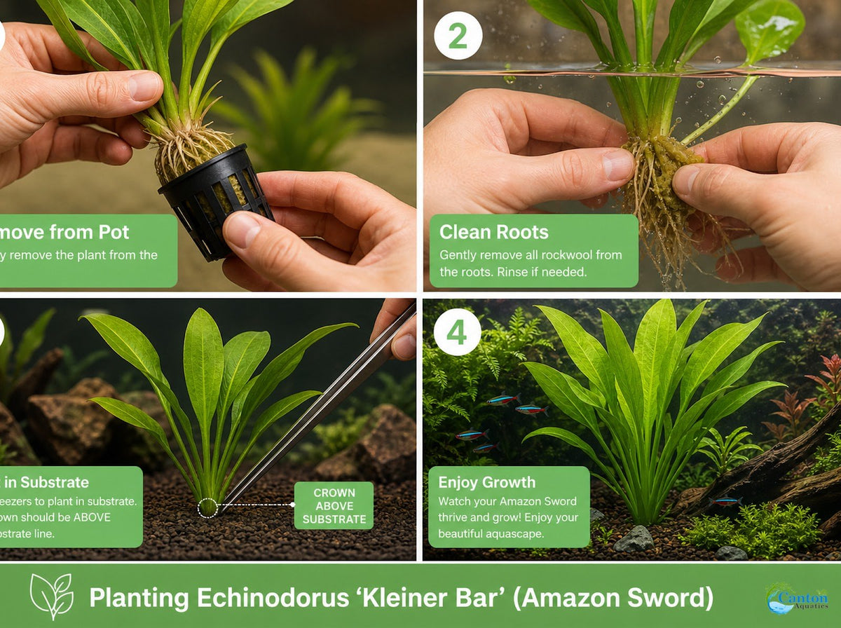 Amazon Sword Echinodorus Kleiner Bar