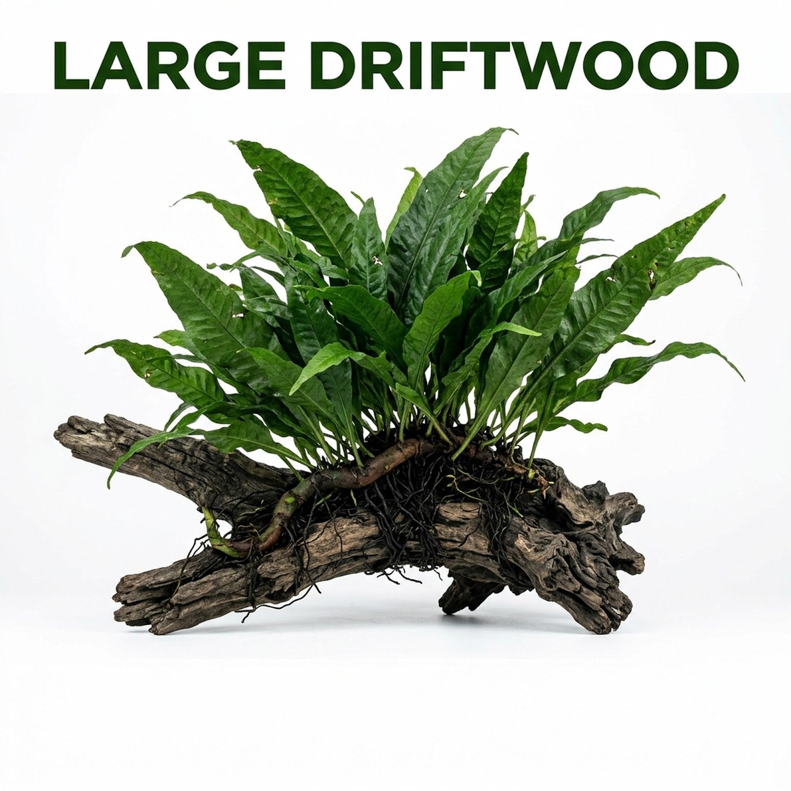 Java Fern Microsorum