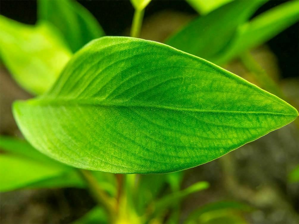 Anubias Nancon