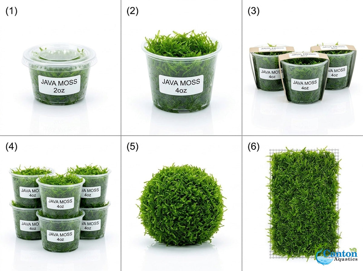 Java Moss "Taxiphyllum Barbieri"
