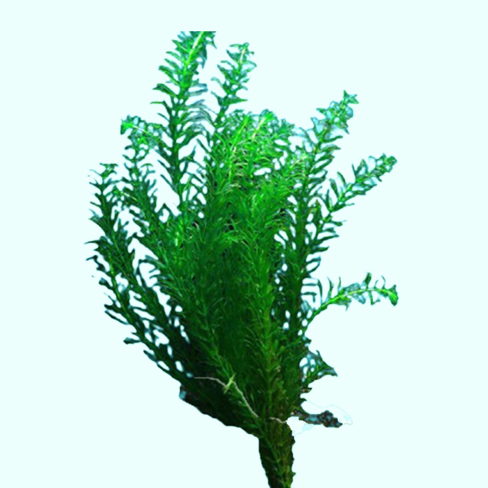Anacharis Egeria Densa