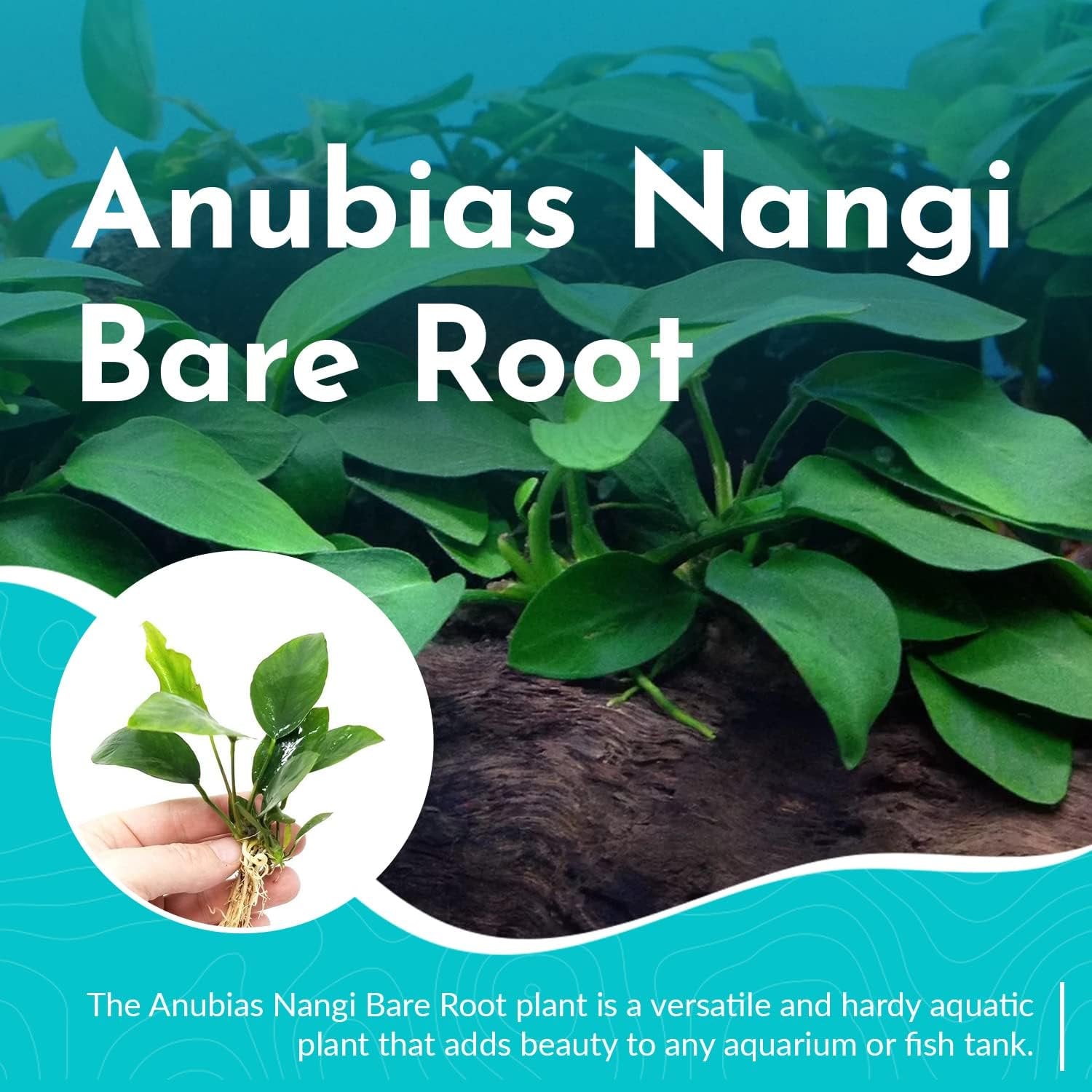Anubias Nangi
