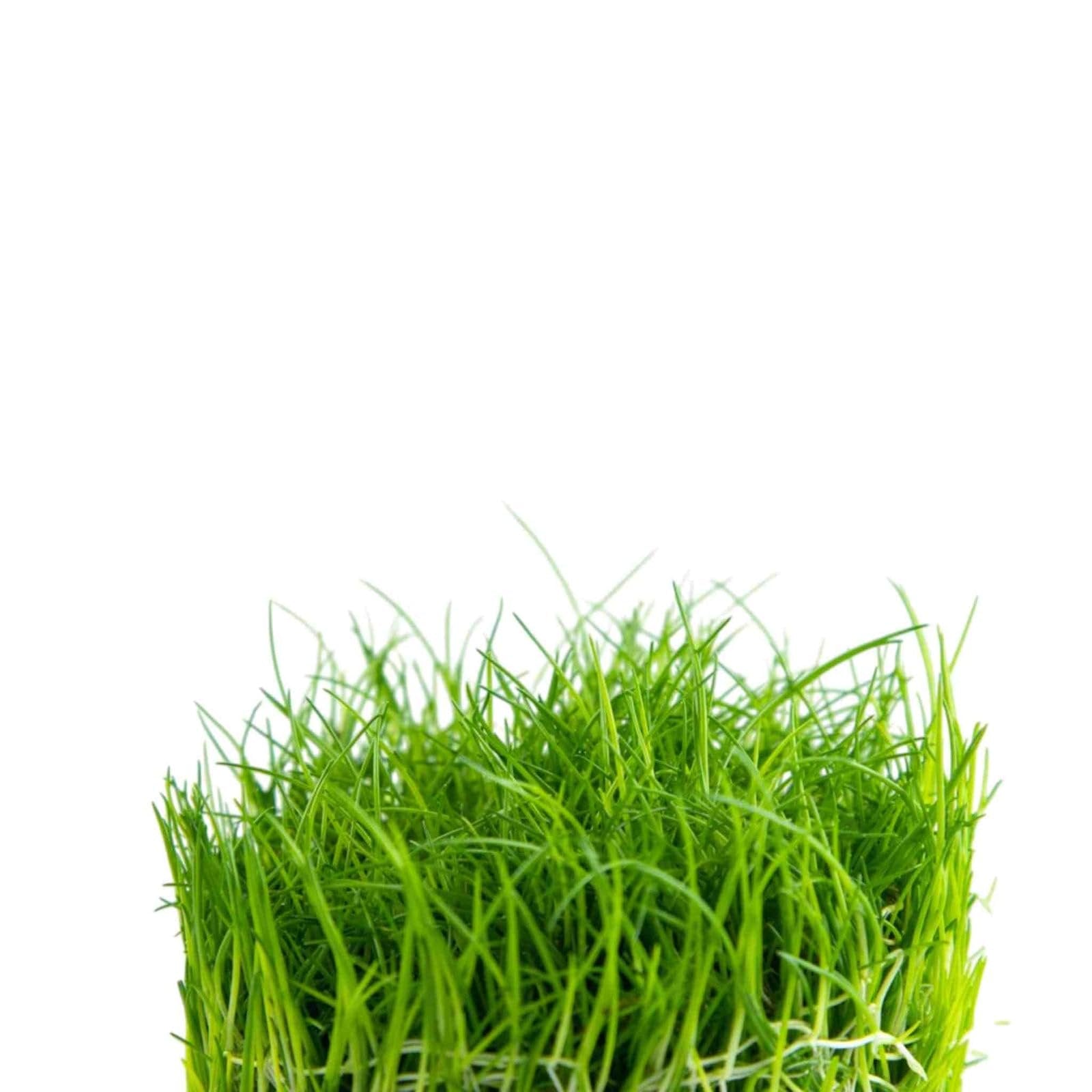 Eleocharis acicularis 'Mini' Dwarf Hair Grass Tissue Culture