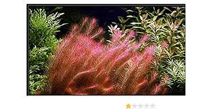 Rotala Wallichii (Bright Red) Plant