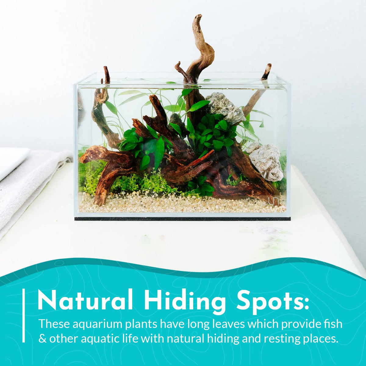 Anubias Nancon