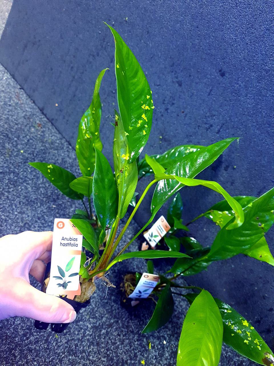 Anubias Hastifolia
