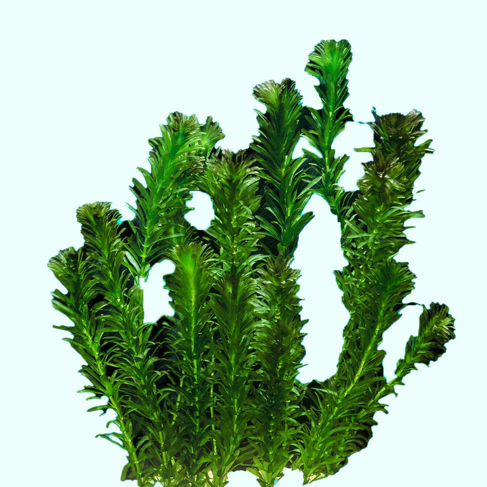 Anacharis Egeria Densa