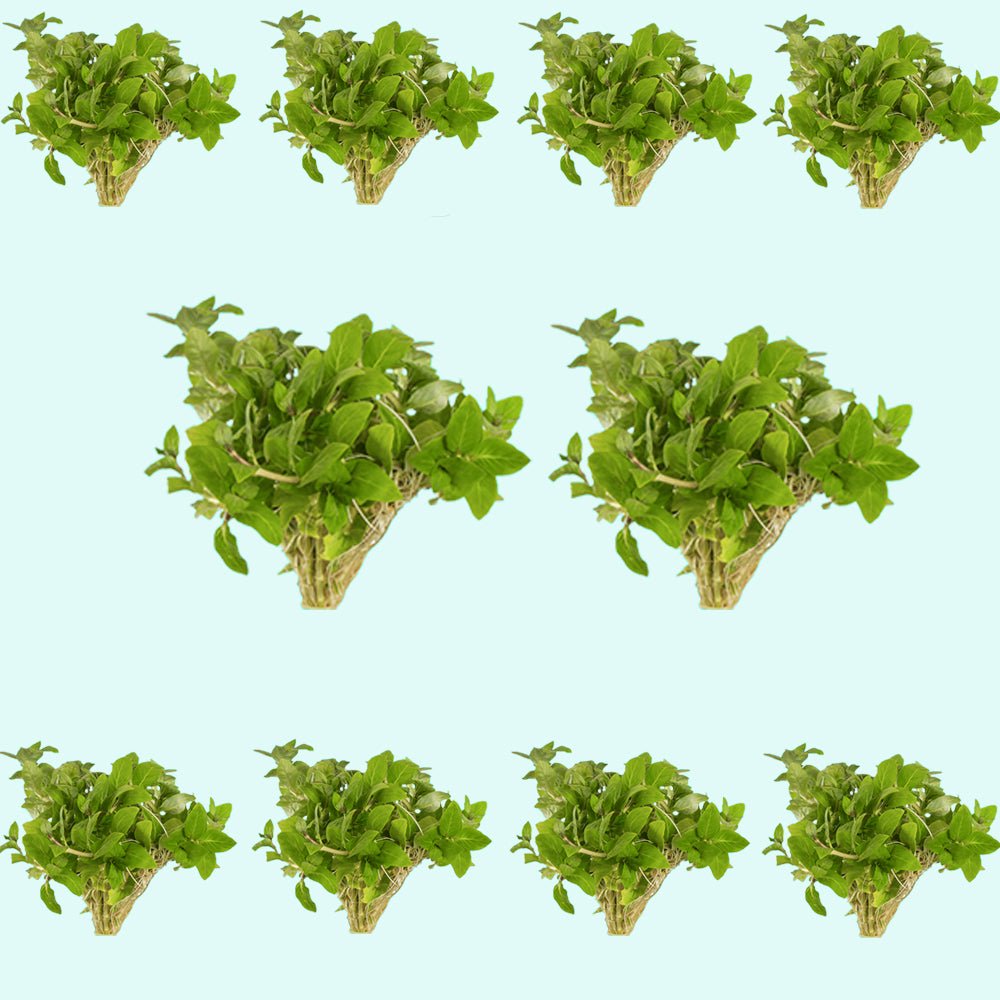 Staurogyne S Repens