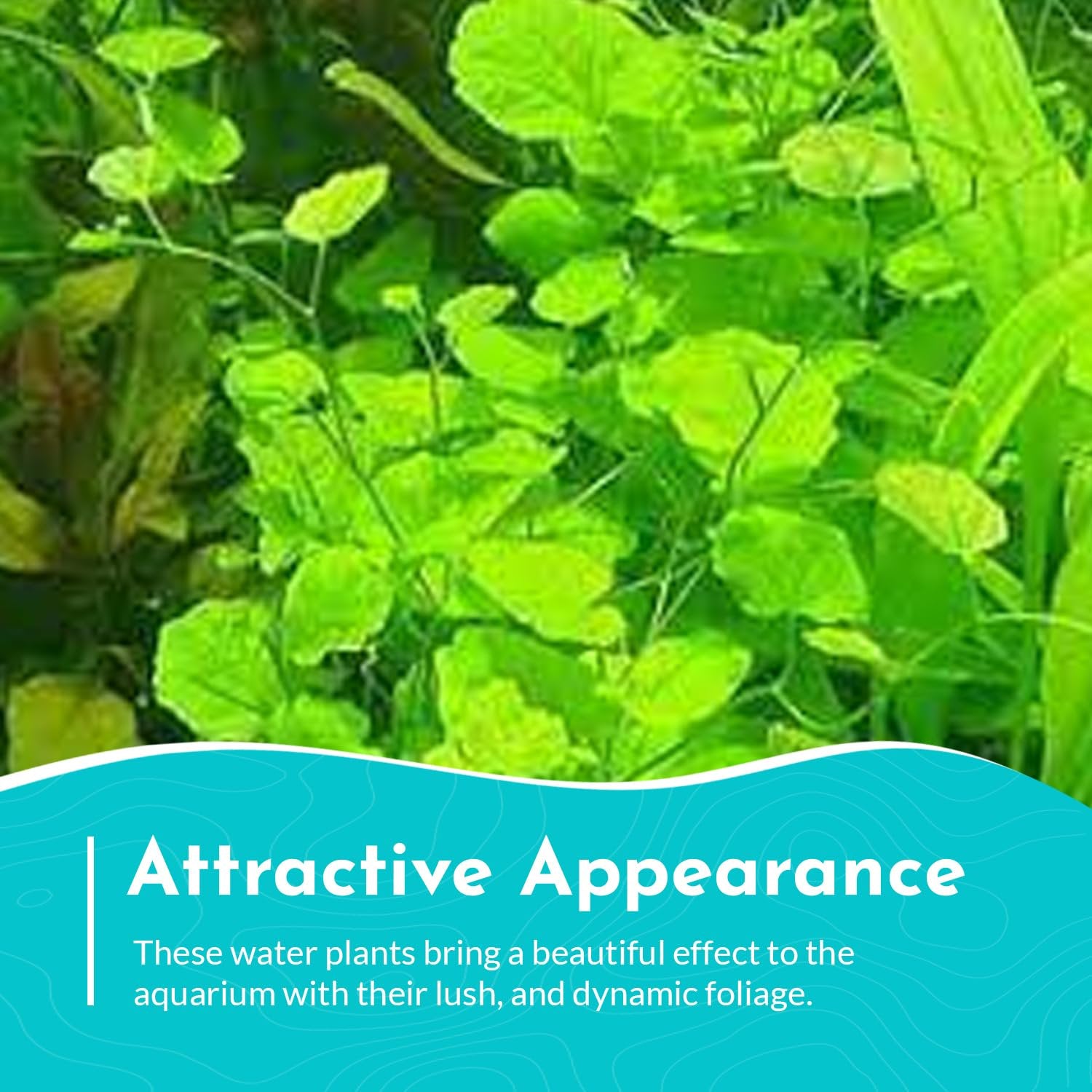 Cardamine Lyrata (Chinese Ivy )