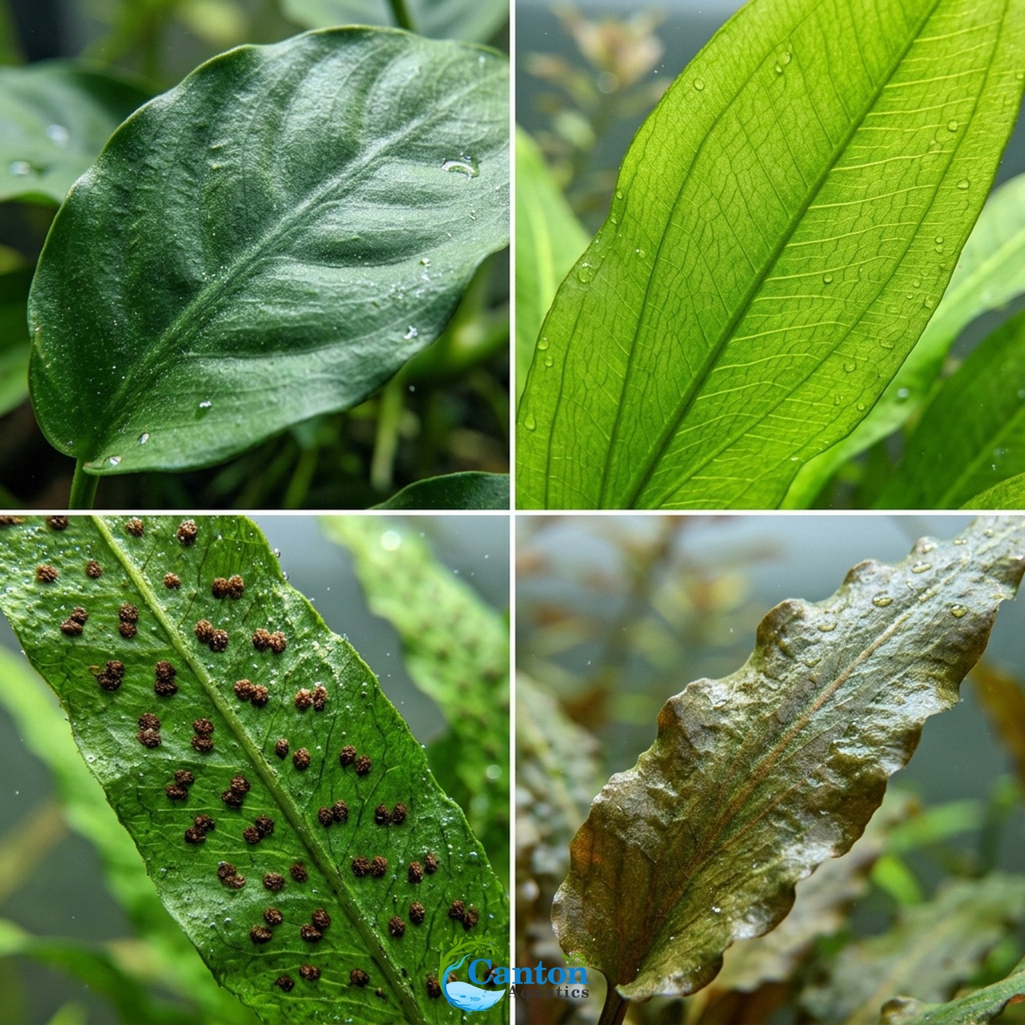 Live Aquarium Plants Essential Bundle - 4 Plants