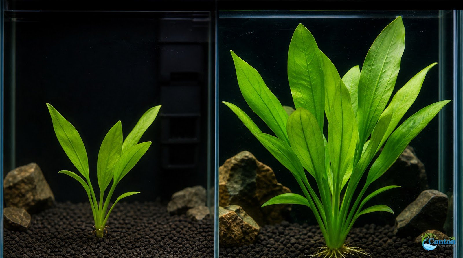 Amazon Sword Echinodorus Bleheri