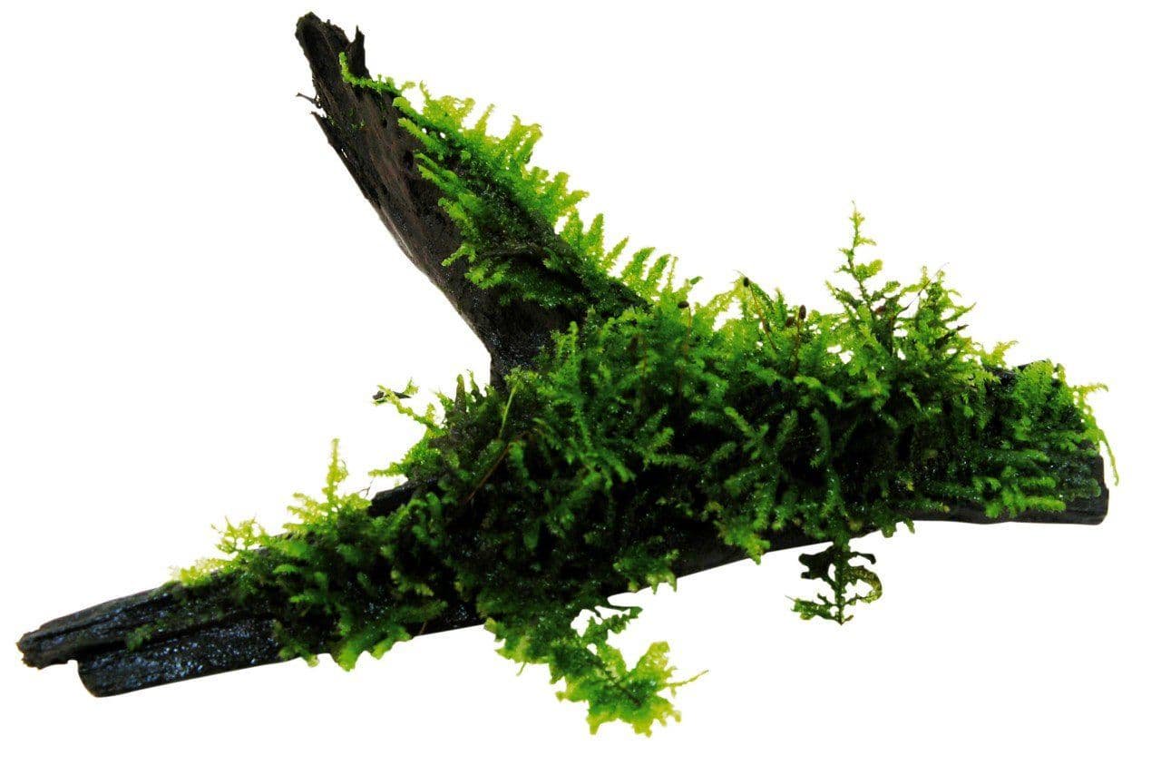 Moss On DriftWood